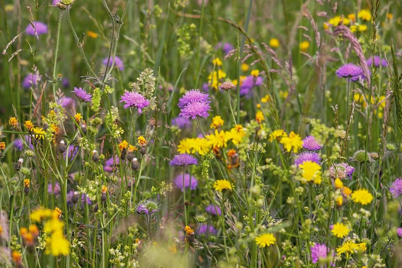 Native Plant Landscaping